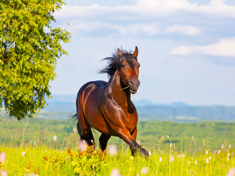 An arab horse running in a meadow.