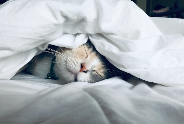 A cat asleep under a white sheet, its face poking out.